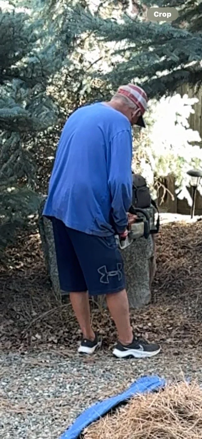 A person in a blue shirt and navy shorts operating a chainsaw outdoors. They are standing on gravel near pine trees.