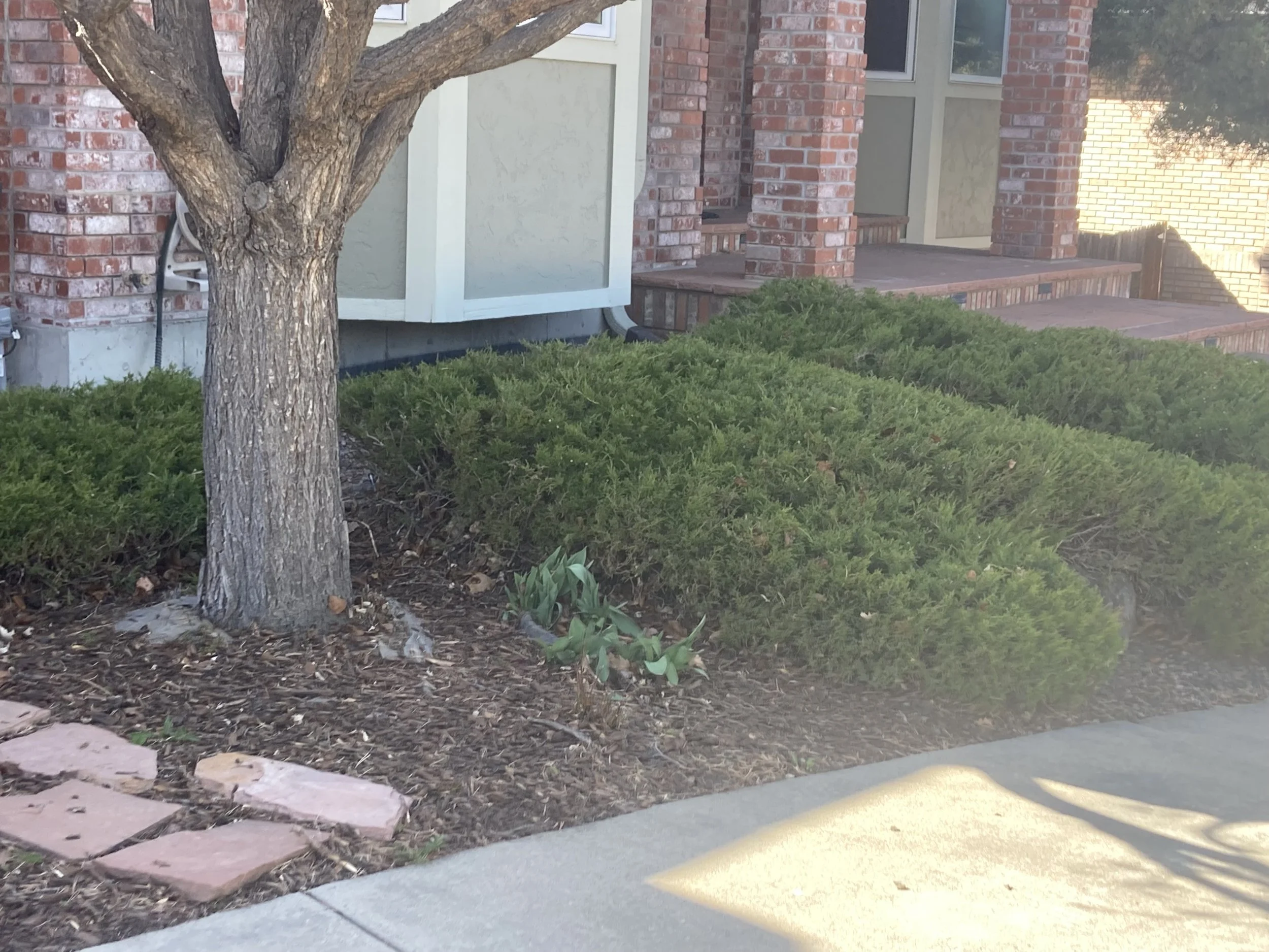 Tree with mulch and shrubs in front of brick house