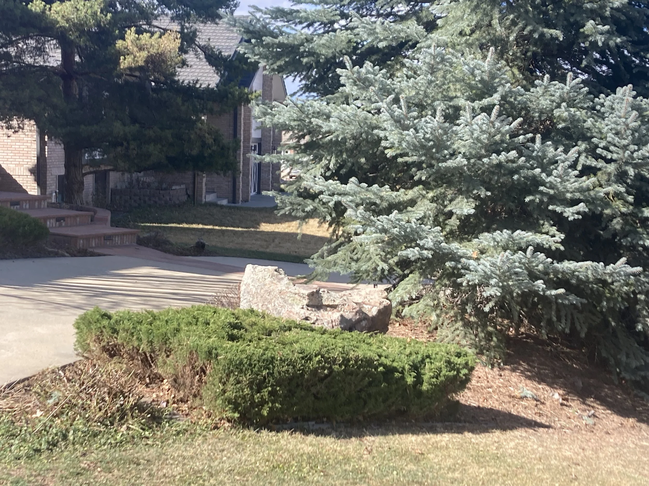 A suburban outdoor scene featuring a brick house partially visible on the left, a paved walkway, and an evergreen tree with dense green foliage. A large rock is placed in a landscaped area with trimmed bushes in the foreground.