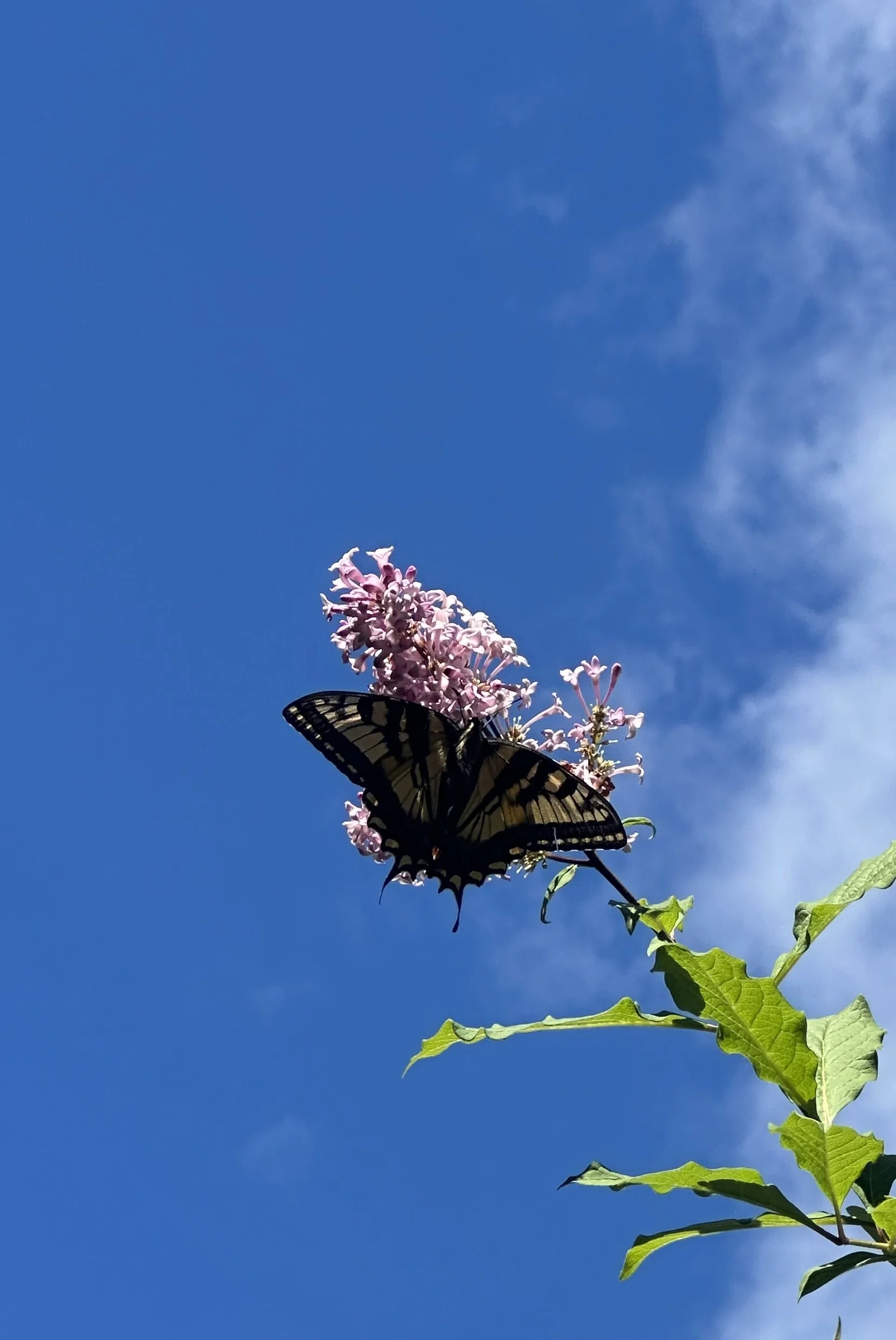 Butterfly's bring messages fromloev ones who have passed