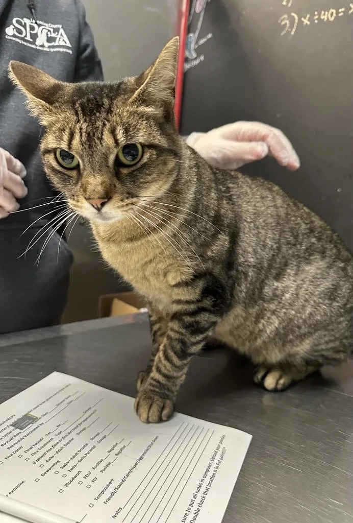 Lycoming County SPCA Spay & Neuter Clinic (Williamsport  Lycoming County, PA)