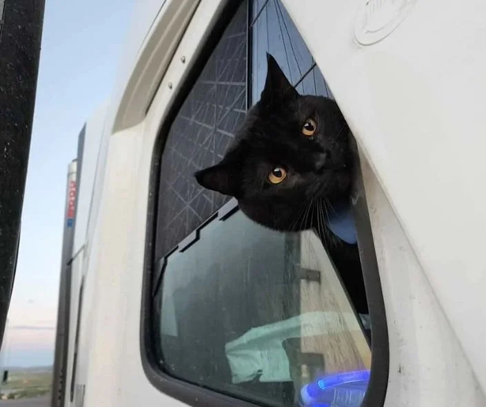 cat smoke hangin head out of car .jpg
