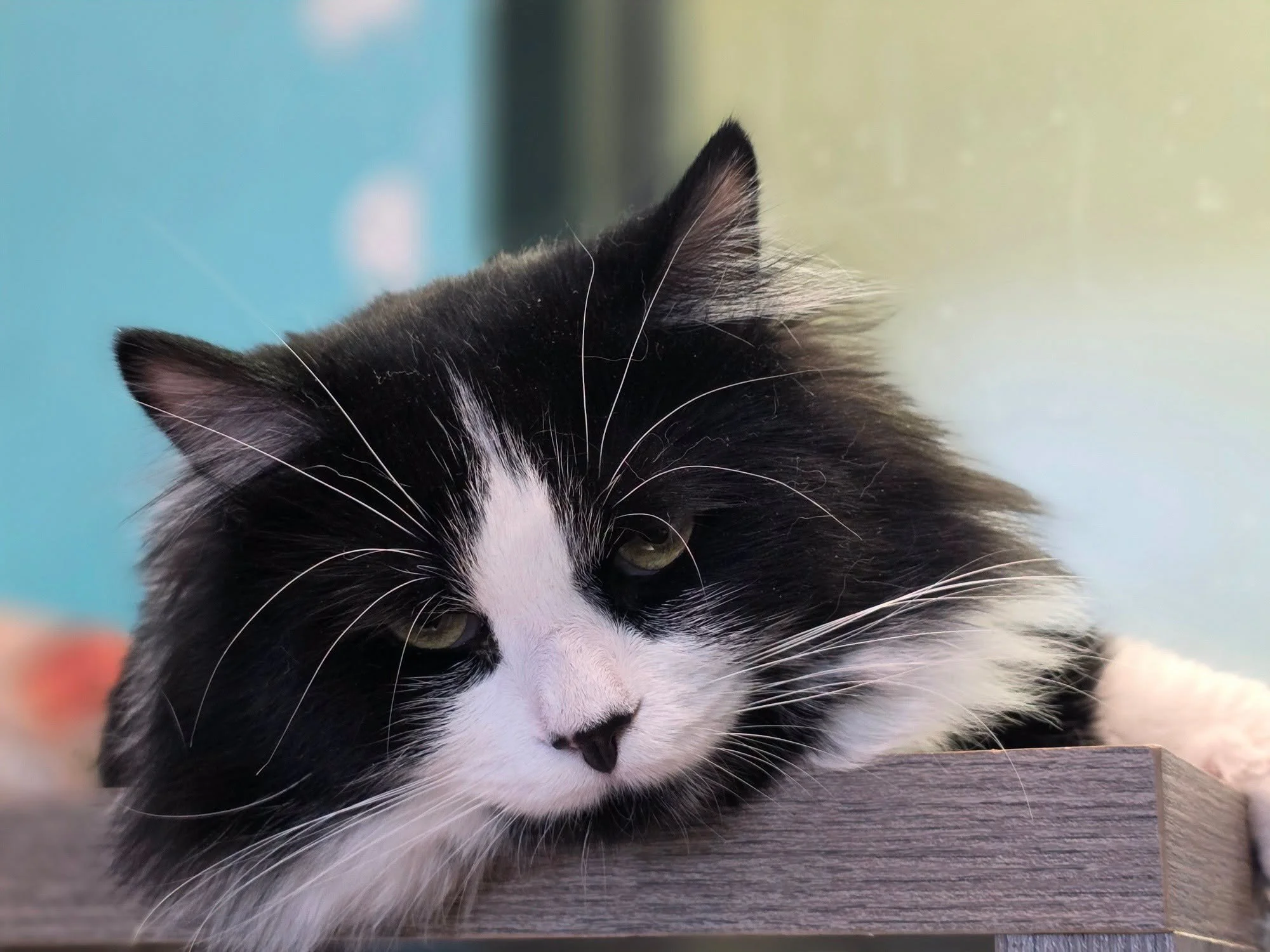 True Friends Animal Welfare Center (Montrose  Susquehanna County, PA)
