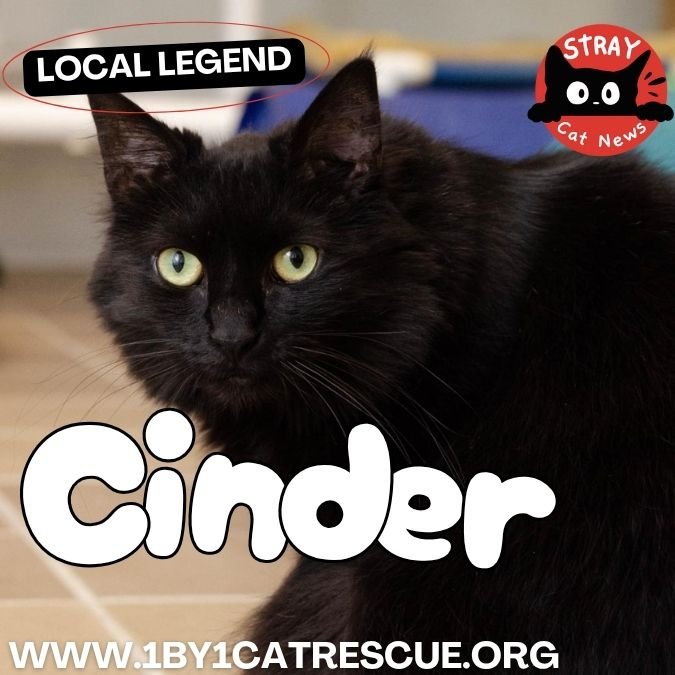 4 Legendary Rescue Cats at One by One Cat Rescue in Temple, PA