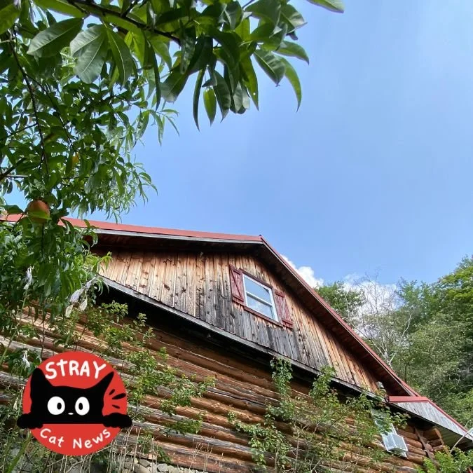 Cozy log cabin exterior in Coudersport, PA, surrounded by lush summer greenery.