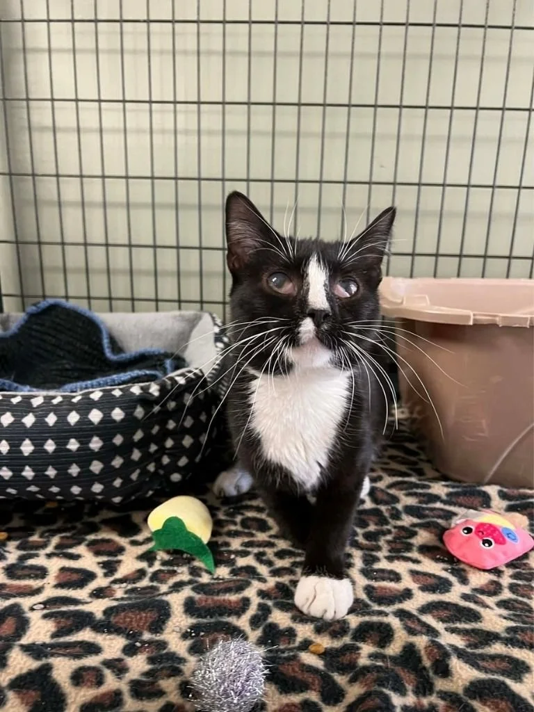 Clinton County SPCA(City, PA)