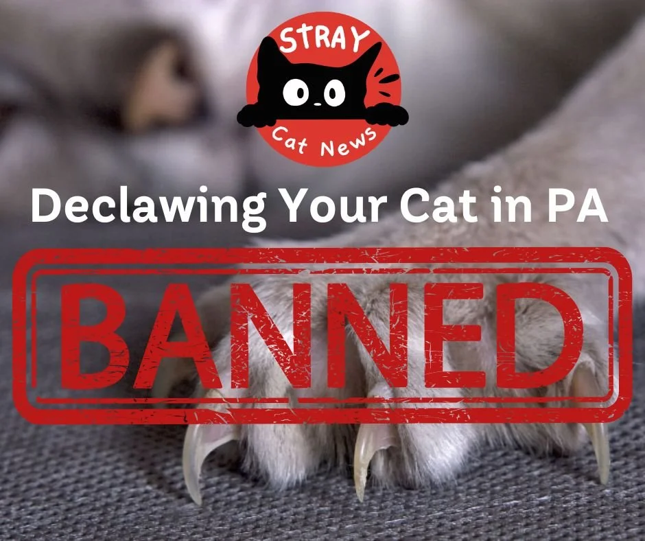 Cat Declawing Could Be Outlawed in Pennsylvania โ Hereโs Why It Matters
