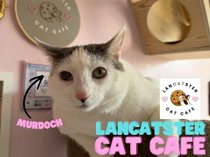 Lancatster cat cafe Murdoch.jpg