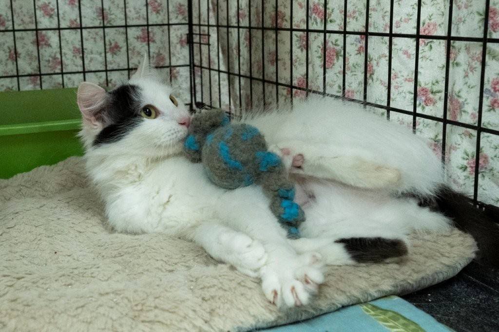 PAWS (Central PA) (Camp Hill  Cumberland County area, PA)