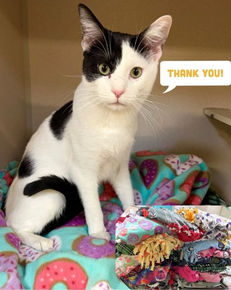 Bucks County SPCA – Cat SpayNeuter Clinic (Quakertown  Bucks County, PA)