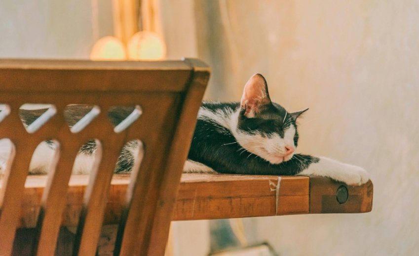 How to Help a Rescue Cat Settle Into Their New Home