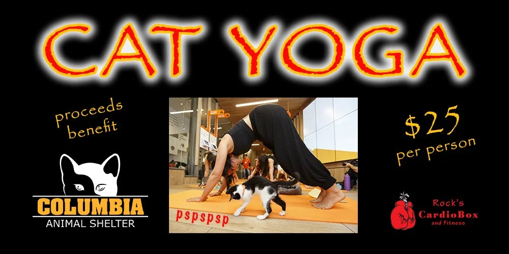 Cat Yoga at Columbia Animal Shelter โ Stretch, Purr & Adopt!