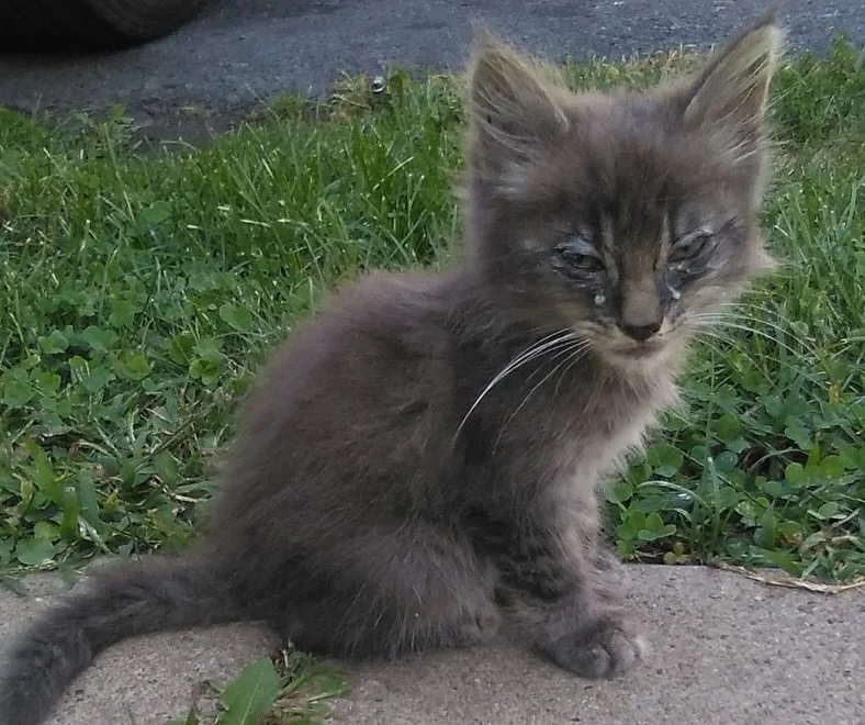 😿 One tiny kitten just put stray cats on the mayoral agenda.

Meet Harvey, a sick little stray in Lyons, PA who was rescued by mayoral candidate Alex Darlington @alexdarlington44 and his girlfriend. With vet care and love, Harvey healed &mdash; and 