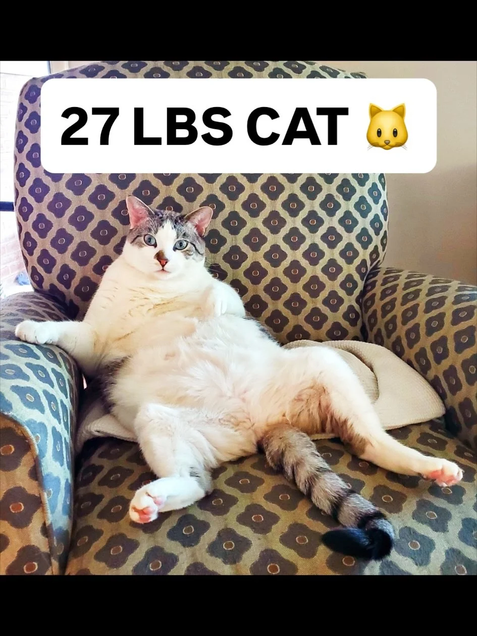 🐾 Meet Panzer &mdash; Reading, PA&rsquo;s most lovable heavyweight! At 27 pounds of pure fluff and hugs, this cat has stolen the spotlight.

✔️ Healthy (vet-approved!)
✔️ Cuddly beyond belief
✔️ Hilarious rivalry with the neighbor&rsquo;s dog, Theo 