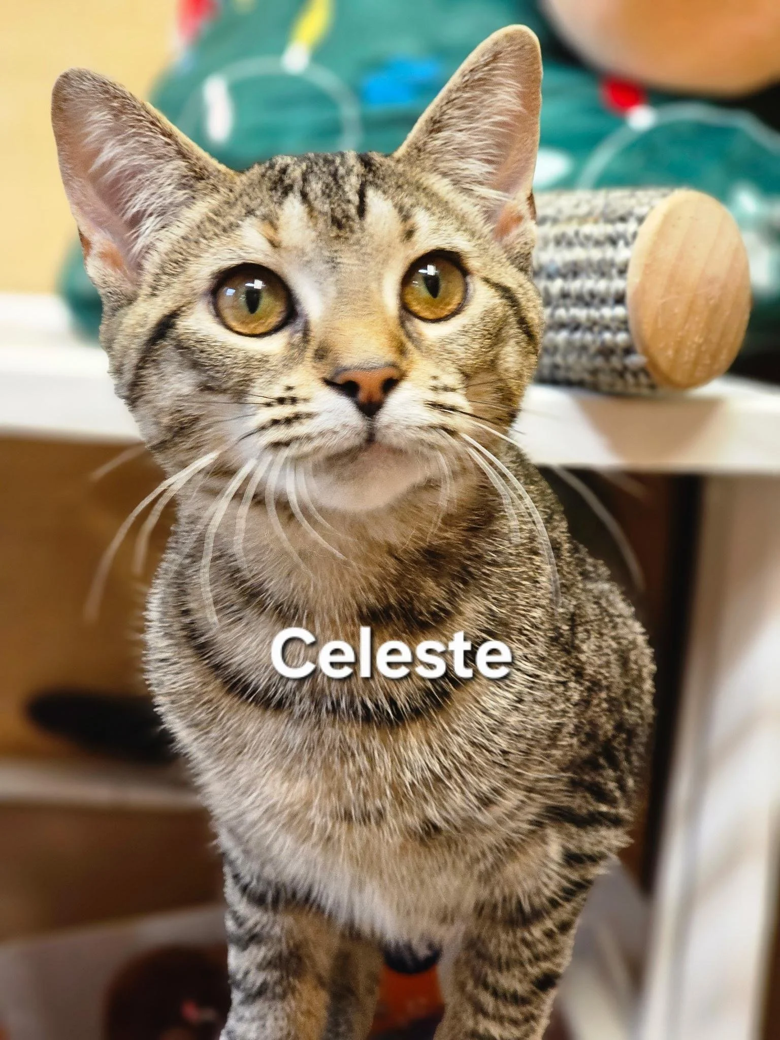 celeste cat frin one bye one .jpg