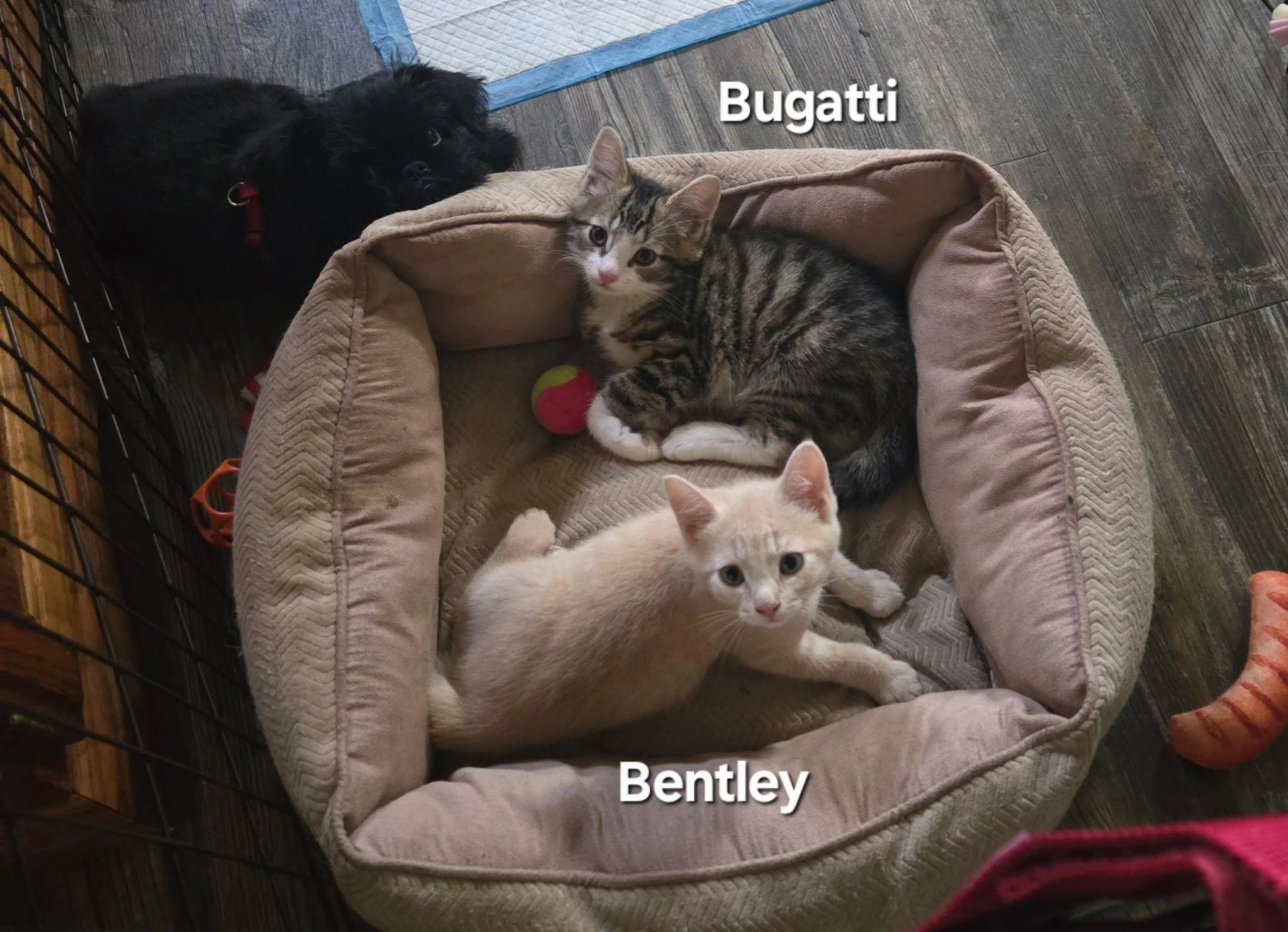 Meet the heroes behind One By One, Inc. (@onebyonecatrescue ) in Temple, PA — a no-kill, all-volunteer team saving cats one by one since 1994. 🐱✨
From special-needs sweethearts to playful kittens, these rescuers pour their hearts into every w