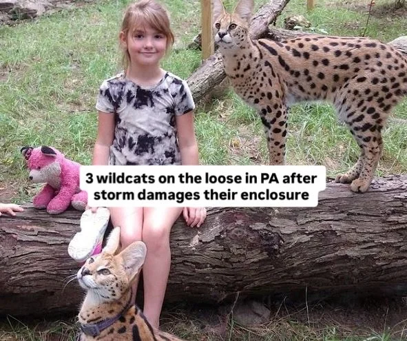 🚨🐾 Wildcats on the Loose in Berks County!

SAVE FOR UPDATES; SHARE TO SPREAD THE WORD. 

 Comment &ldquo;WILDCAT&rdquo; and we&rsquo;ll send you the full scoop. 

Three African serval cats escaped from Cricket Wildlife Center in District Township a