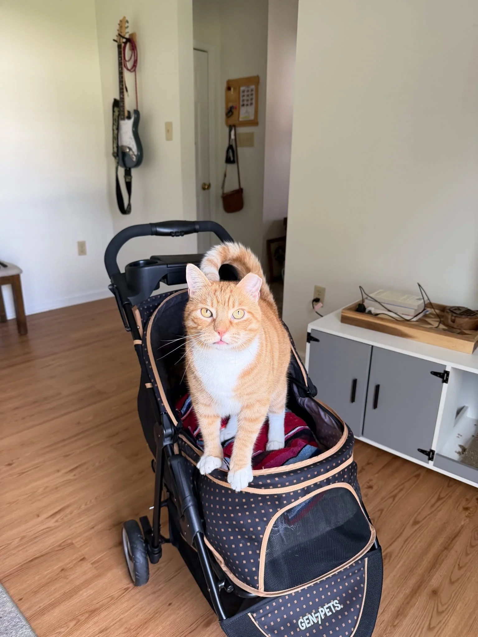 November is full of ways to help local animals in Berks County 💚

From vaccine clinics to Dine Fur Pets fundraisers (yes, pasta counts as charity), the @arlofberksco  has an incredible lineup this month.

🐾 Mark your calendar, grab a leash (or a fo