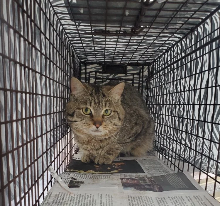 Comment &quot;TNR&quot; for direct help with a feral cat!

Ever heard of TNR (Trap-Neuter-Return) and wondered what it means?

We&rsquo;re breaking it down &mdash; why it works, how it helps, and how YOU can make a difference for the strays in your n