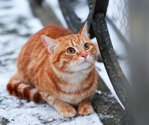 🥶Pennsylvania winters are brutal &mdash; but with a little help, every cat can stay safe and warm.

Learn how to:
🏠 Build a simple outdoor shelter
💧 Keep water from freezing
🐈&zwj;⬛ Spot frostbite before it&rsquo;s too late

Read now &rarr;www.st