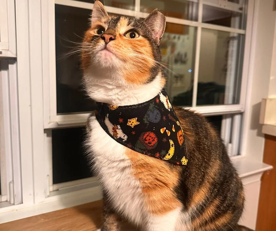 🍜✨ Eat Good. Do Good. Save Cats.

Saturday, Nov 29 (10:30 AM &ndash; 10 PM), our friends at @honeygrow  in Wyomissing PA  are turning every meal into a meow-velous act of kindness. 😻

💚 20% of all sales &mdash; dine in, take out, or online with co