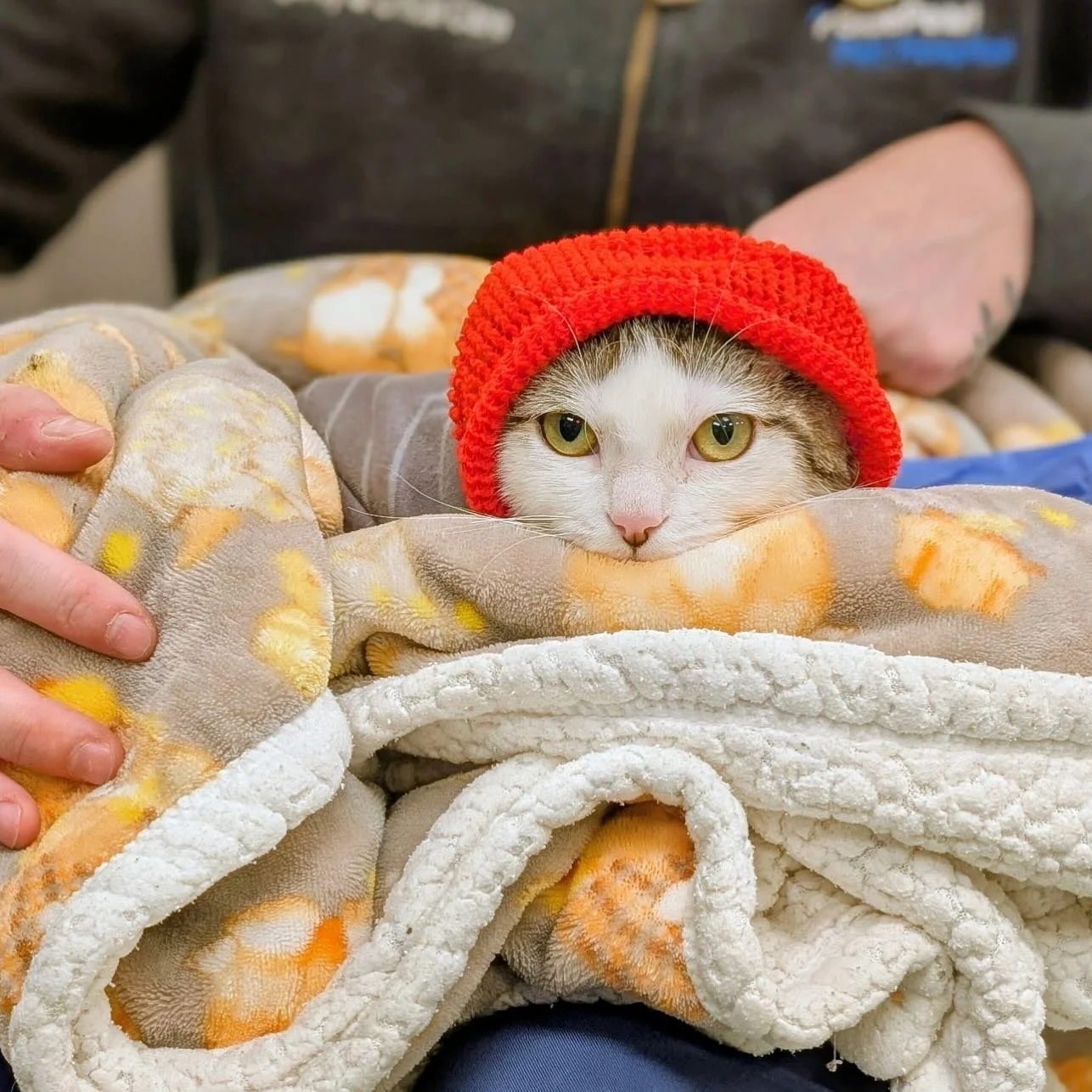 When creativity meets compassion, magic happens. ✨

We spoke with @fishtailsrescue  in Philadelphia after their Cats &amp; Crafts adoption event &mdash; where art, community, and cat cuddles came together to save lives.

🐾 Local artists
🧵 Handmade 