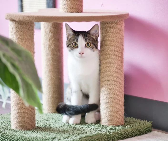 💛 Spring City, PA &mdash; You&rsquo;ve got a gem.

Today on Stray Cat News, we&rsquo;re spotlighting @craigcatcafe a place built from an Iceland-inspired dream while on a trip to Reykjavik. 

Whether you visit for cat yoga, coffee, or the simple joy