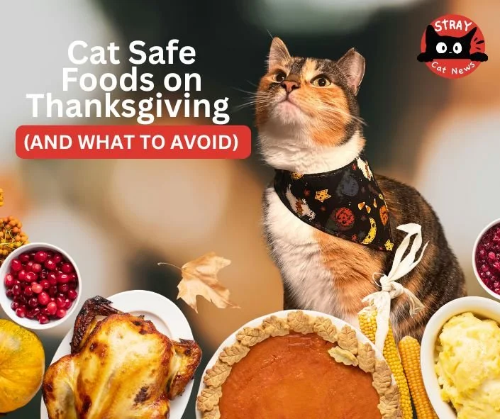 COMMENT &quot;guide&quot; for the full scoop.

Hi hoomans! We have officially launched our free Thanksgiving Food Guide for Cats.

Yes. A guide. For us. Because we, too, deserve a safe and delicious holiday feast &mdash; and we&rsquo;re tired of bein