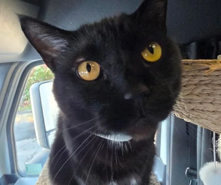 cat fully awake after TNR