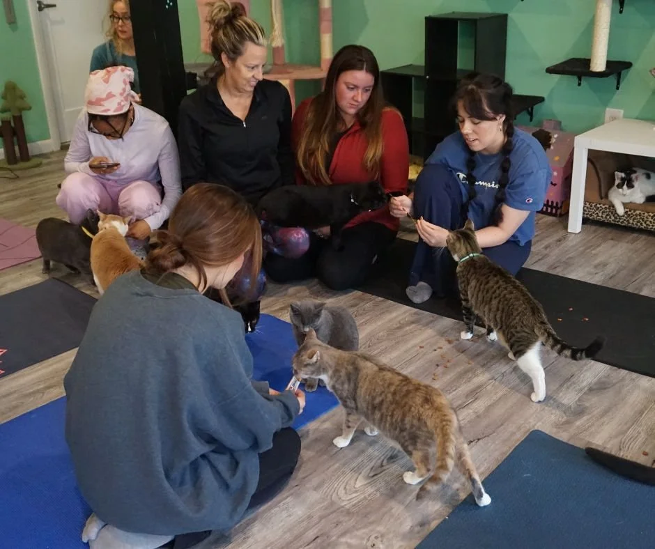 If you missed Cozy Cat Stretch at @cozykittycafe  with @@tinawielandfit don&rsquo;t worry, we wrote the coziest recap possible (between snacks). Gentle movement, adoptable cats, warm lights &mdash; it was perfection. And even better? New events begin