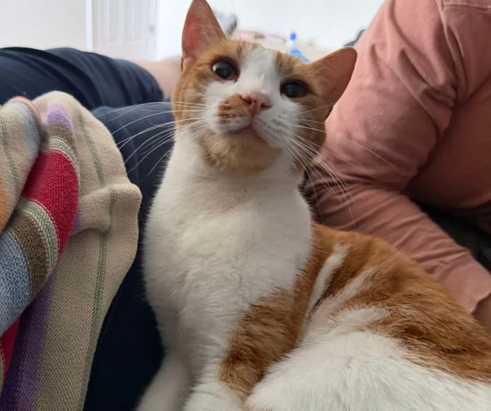 Winter can turn even the sassiest cats into bored little burritos &mdash; so we put together a warm, cozy guide on how to keep your feline entertained, enriched, and thriving until spring. ❄️

Read the full scoop here:
👉 https://www.straycatnews.com