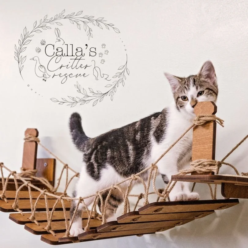 How Calla’s Critter Rescue Is Saving Pennsylvania’s Most Vulnerable Cats