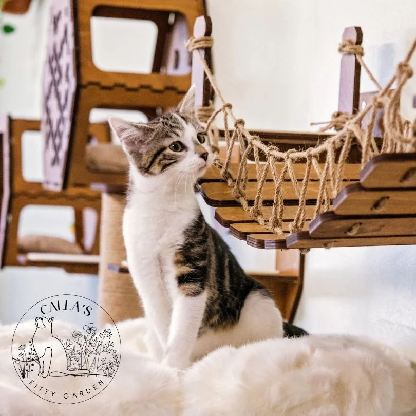 Some rescues feel like home the moment you step into their orbit &mdash; and @callascritterrescue  is one of those places. 

We had the absolute joy of sitting down with Calla Gibson  to talk about her rescue, the cats who shape it, and the incredibl
