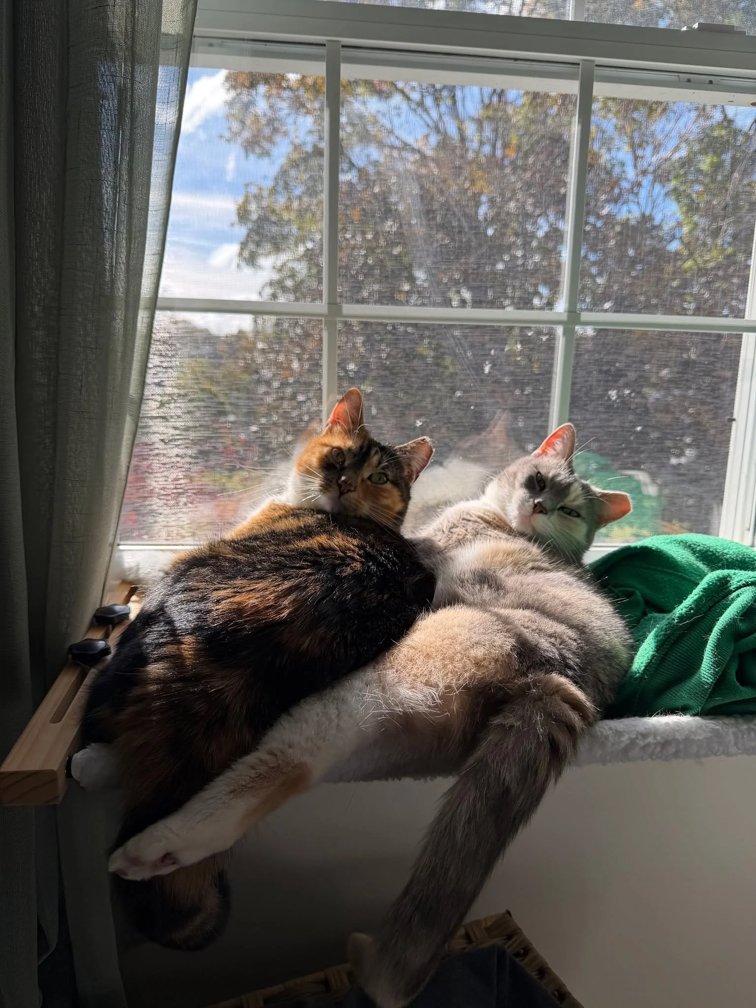 Our Ultimate TNR Guide for Winter &amp; Spring is live &mdash; written from the paws of cats who know what safe trapping, warmth, and second chances really mean.

If you care for community cats, this guide is for you.

🐾 www.straycatnews.com

#TrapN