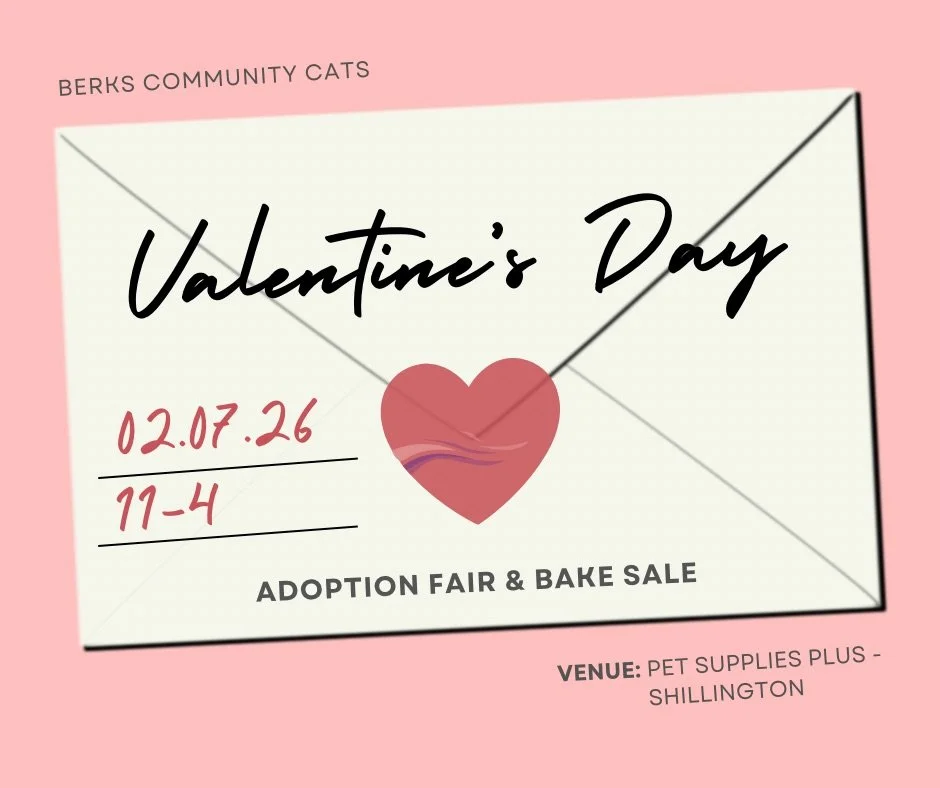 Valentine’s Day Cat Adoption Fair &amp; Bake Sale | Shillington PA