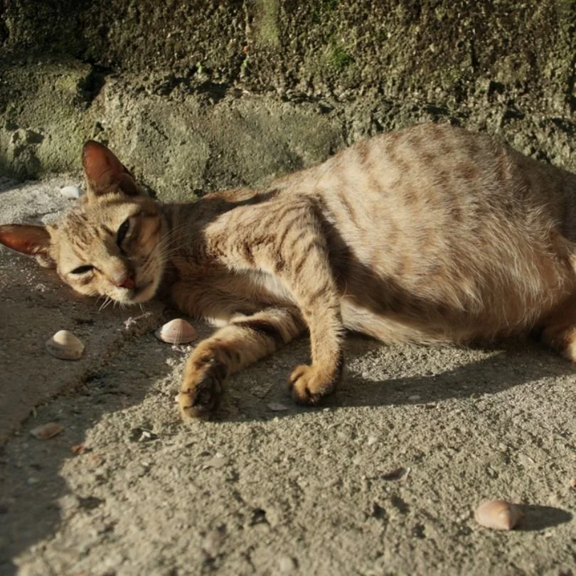 FIP &ne; hopeless anymore

We broke it all down &mdash; signs, diagnosis, treatment

Read on Stray Cat News or DM for direct link, we love new friends!🐱💛

@straycatnews