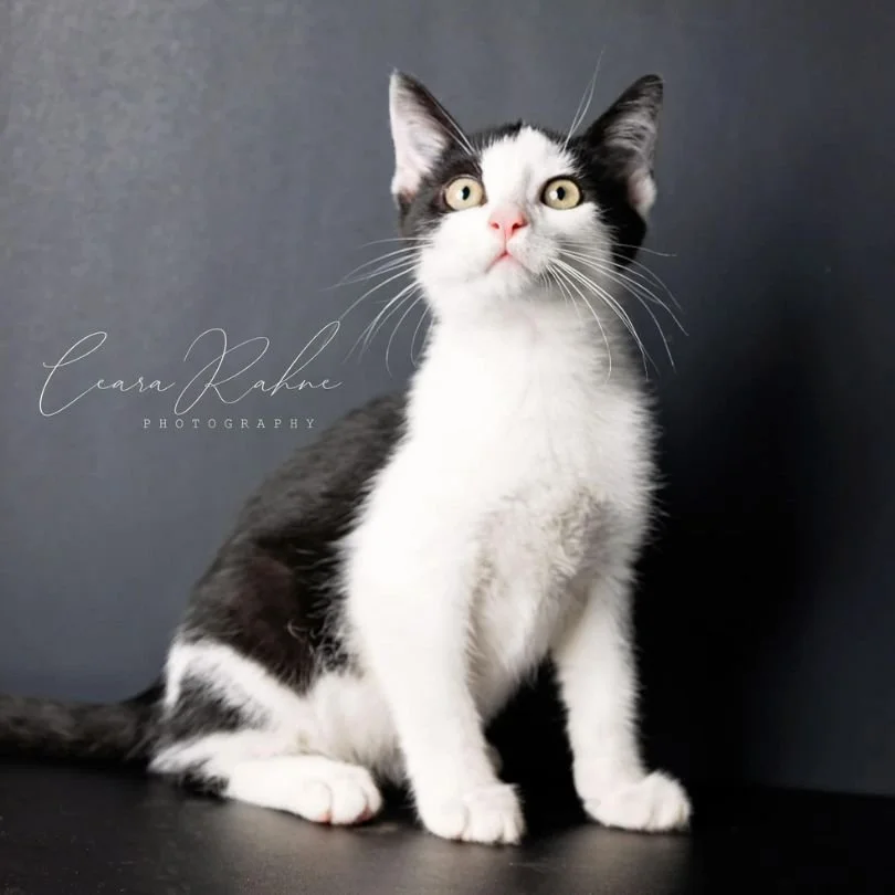 Craigs cat cafe Ceara rahne photography .jpg