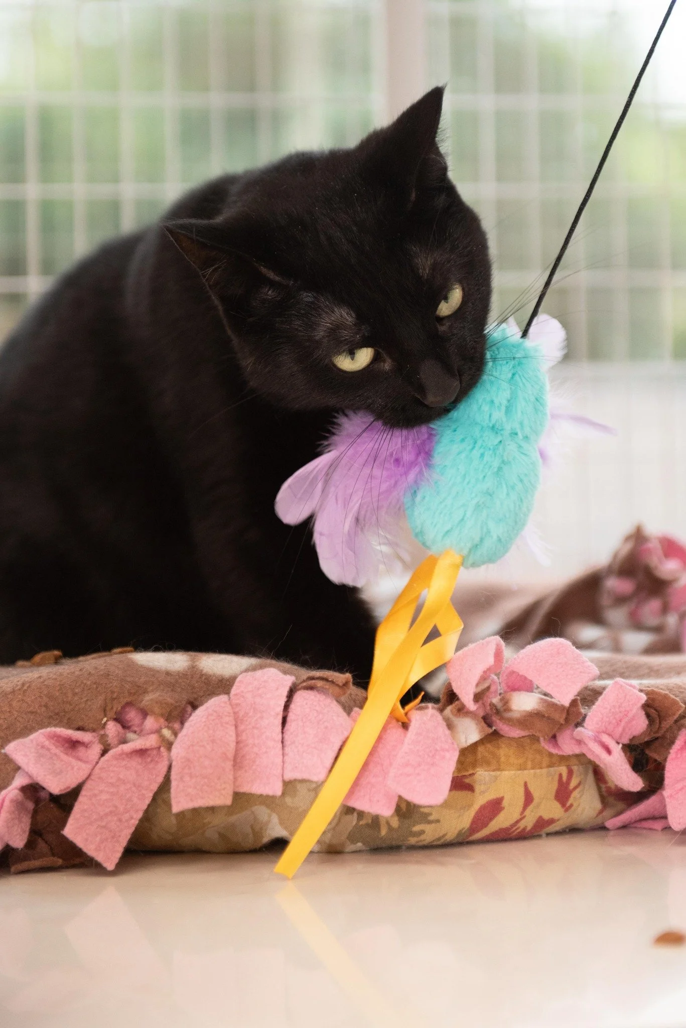 Every cat plays differently&mdash;and that&rsquo;s the point. 🐈&zwj;⬛

We rounded up our favorite enrichment toys for indoor cats (plus what not to buy).

Tested by cats. Approved by chaos.

Read the full guide on Stray Cat News.

www.straycatnews.c
