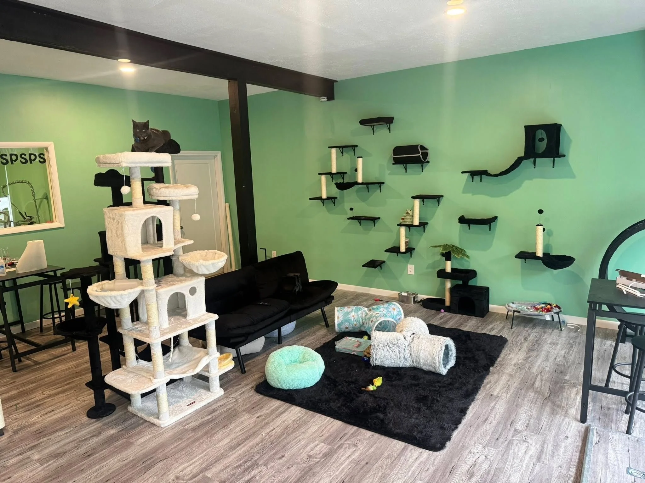 We finally spent time at @cozykittycafe  in Stroudsburg PA&mdash;and we&rsquo;re still thinking about it. 🐾

This rescue-first cat caf&eacute; gets the balance right: calm cats, thoughtful space, and zero pressure.

Our full Cozy Kitty Caf&eacute; r