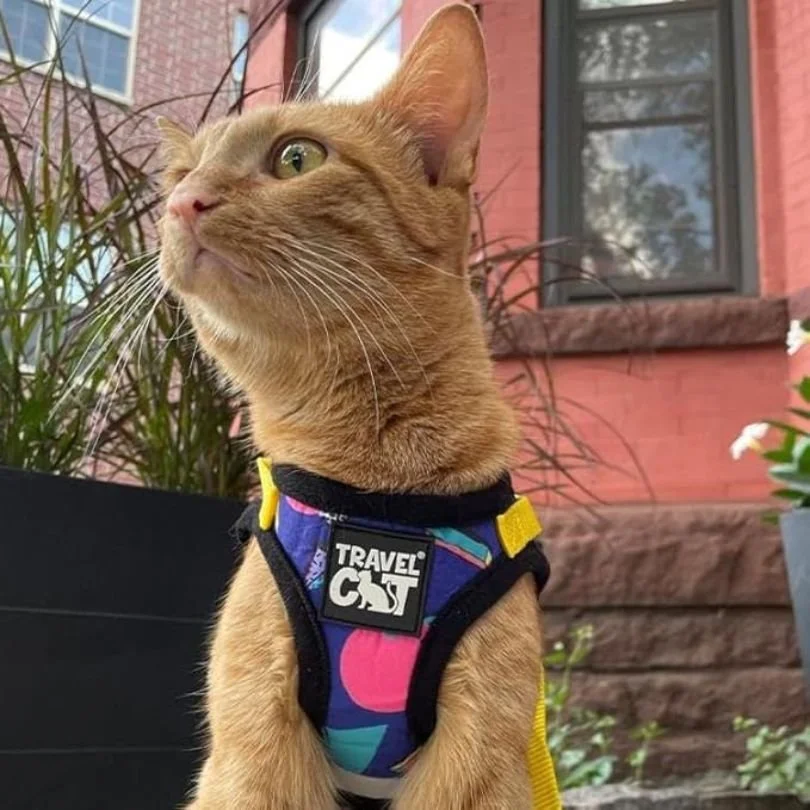 Best Cat Harness 2026 Spring Walk Picks We Trust.jpg