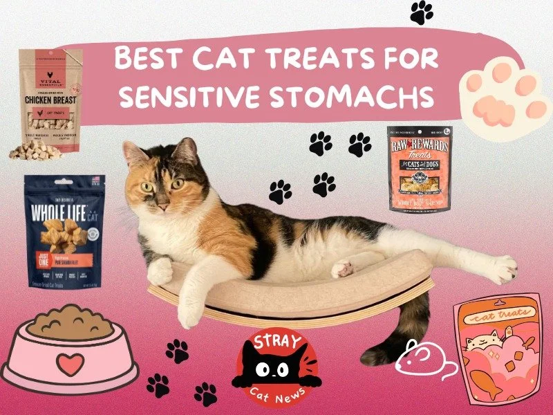 Sensitive stomach kitty? We&rsquo;ve got you. 🐾

New on Stray Cat News:

✔️ 3 limited-ingredient treat picks
✔️ What to avoid
✔️ Easy DIY recipe

Because every cat deserves snacks without regret.

Read the full guide at straycatnews.com 💛

#CatPare