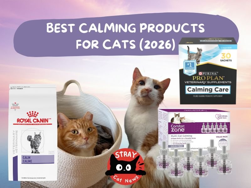 Best Calming Products for Cats (2026).jpg