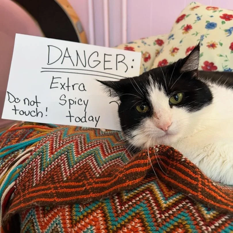 There are places you visit&hellip; and then there are places you&rsquo;re simply grateful exist.
@lancatstercatcafe  is one of those places. 

Spending time there again &mdash; meeting the new adoptable faces, watching Heather keep order (and loose h