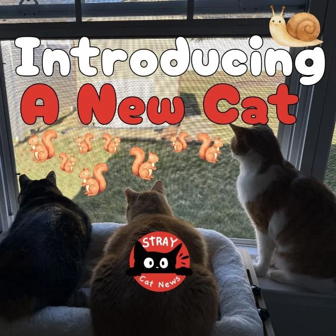 Introducing a new cat into your home? 

The first few days can make a huge difference in whether your cats become friends&hellip; or lifelong rivals.

Cats are naturally territorial, which means introductions should happen slowly and in stages so bot