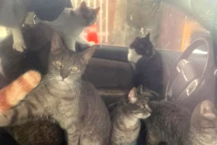 29 Cats Rescued From Abandoned Car in Philadelphia