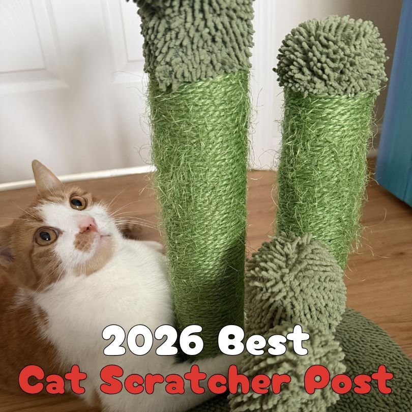 Your cat isn&rsquo;t scratching the couch to be annoying&hellip;
They&rsquo;re doing it because cats are built to scratch. 🐾
Scratching helps cats stretch, sharpen their claws, release energy, and mark territory.

The key is giving them a scratching