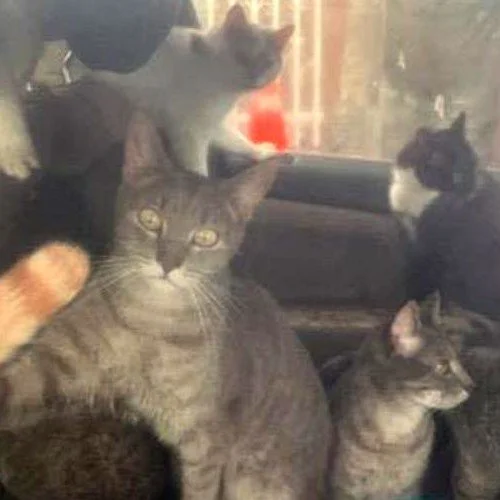 Nearly 30 cats.
One abandoned car.
And a situation no animal should ever endure.
This Philadelphia rescue story is heartbreaking &mdash; but it&rsquo;s also a reminder of the impact rescue organizations like @pspca  and community support can have.
Be