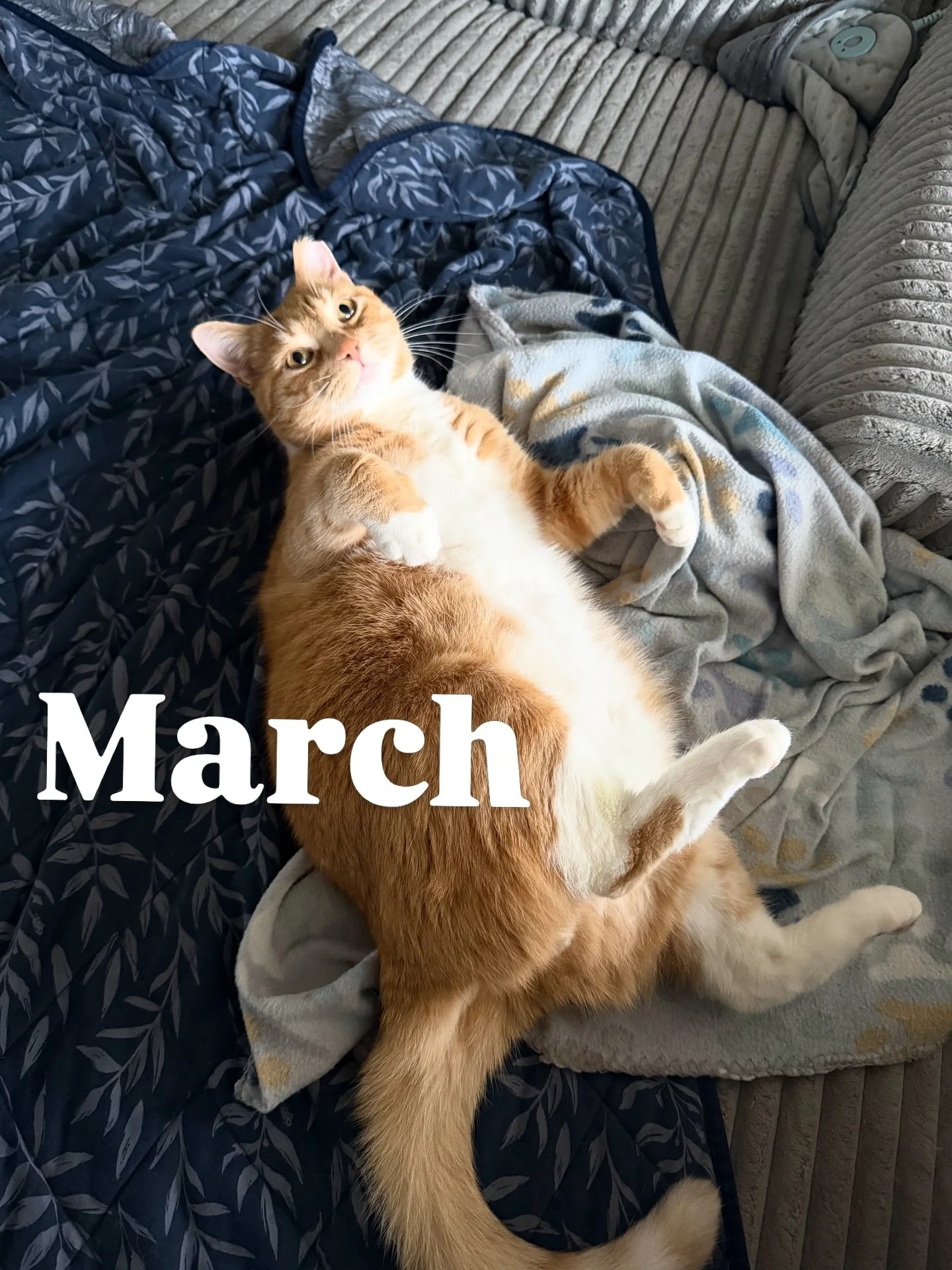 March sweetness - photo dump 🐱❤️ 

#cats #lifewithcats #pennsylvania