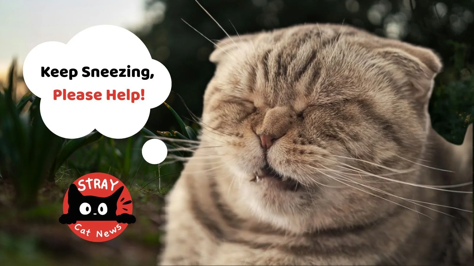 Why Is My Cat Sneezing? When to Worry &amp; What to Do