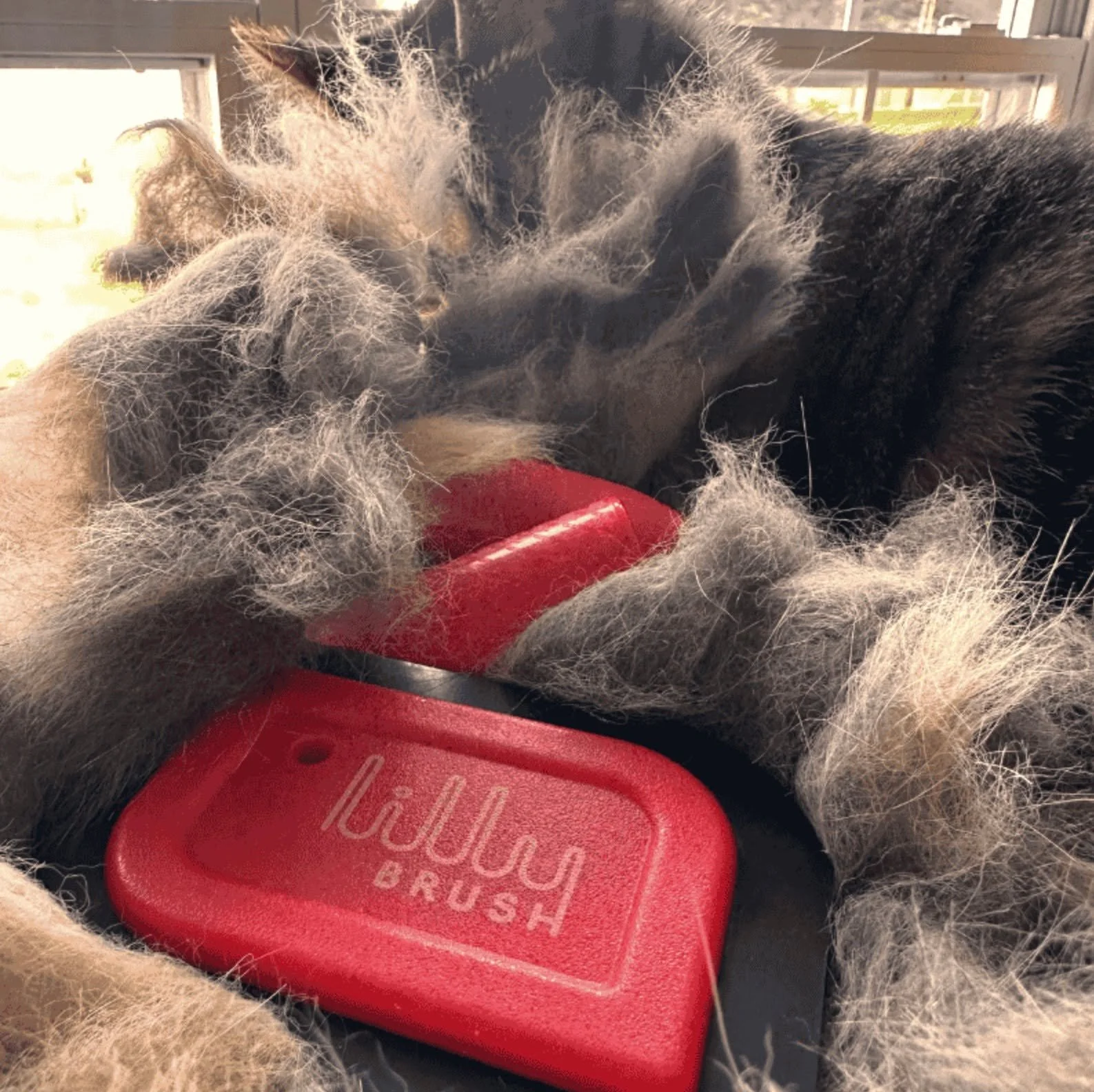 Most pet hair tools don&rsquo;t last.
They get used once&hellip; then disappear.
But a year later?

This one is still being reached for without thinking.
That&rsquo;s what made us pay attention.

🐾 Read our full Lilly Brush review

http://www.strayc
